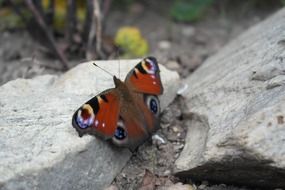 monarch butterfly on a stone