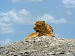 Lioness lying on stone at blue sky, tanzania