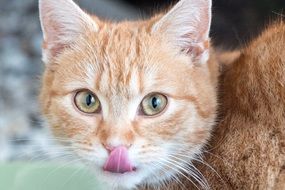 young cat on the ground with tongue hanging out