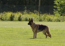 German Shepherd on meadow