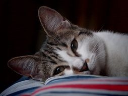 domestic cat is on a pillow close-up