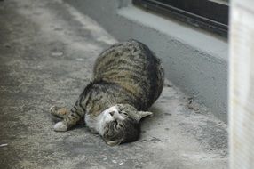 The Cat Is Charming
