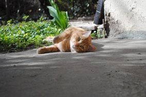red cat laying on side outdoor