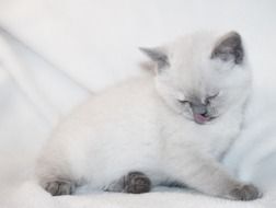 Beautiful and colorful kitty with tongue out