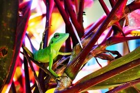 green lizard on a pink plant