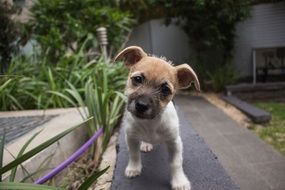 Cute Puppy Dog