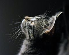 young grey cat looking up at darkness