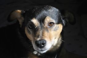 dog face in the dark portrait