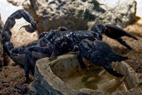 closeup photo of Toxic black Scorpio insects