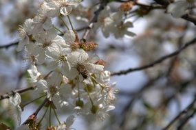 White fruit blossom tree