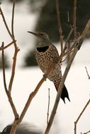 Colorful woodpecker resting on a branch at blurred background