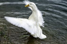 portrait of White Duck in a pond