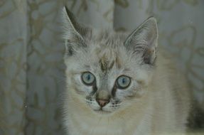 the kitten is sitting near the curtain