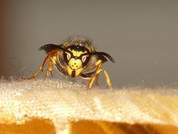 Macro photo of the wasp