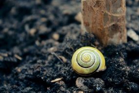 yellow shell on the ground