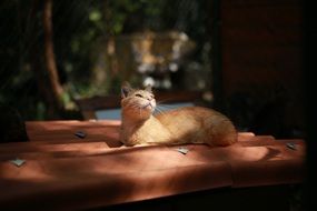 Beautiful and colorful cat lying under the light and shadow