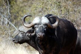 buffalo near the trees in safari