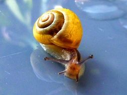 mollusk with yellow shell