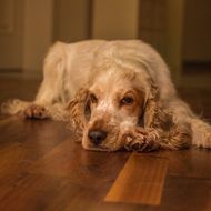 Cocker Spaniel with Curly Ears