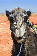 grey Camel in Desert, Morocco