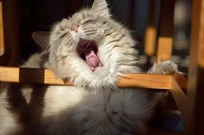 Cat Tired Nap Yawn
