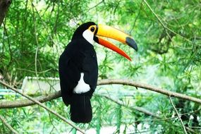 toucan on a branch close-up on a blurred background