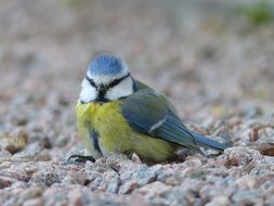Bird in the stones