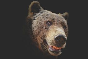 Bear portrait