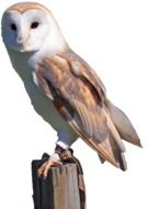 white and brown owl