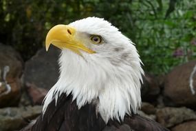 eagle yellow beak