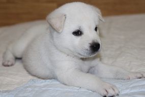 Korean Jindo Dog Puppy with white fur on blanket