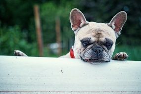 portrait of the french bulldog peeking out from behind a log