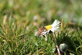 insect on a daisy
