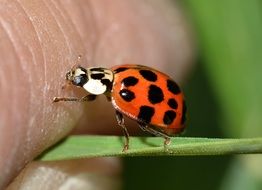 lucky ladybug on the blade of grass