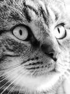 Black and white photo of Cat face