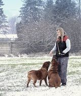 Bordeaux funny puppy with woman in forest