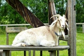 bearded goat