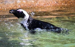 african penguin swim in the water
