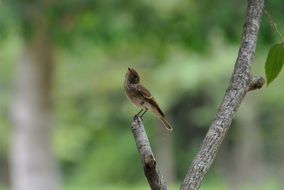 a bird with a raised beak on a branch