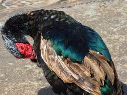 delectable Duck Animal