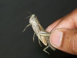 Green cricket in the hand of the man