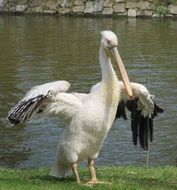 Water Bird pelican