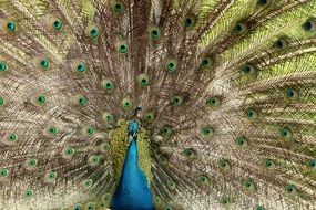 peacock with a beautiful fluffy tail