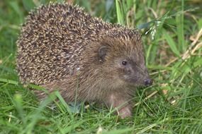 cute hedgehog on the green edge
