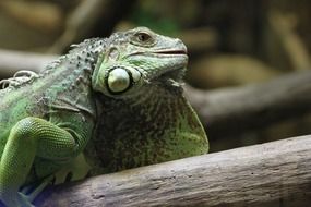 green iguana with a large flat bag on Throat