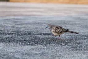 His javanese bird
