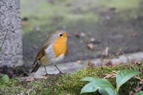 Red Goblets bird on the stone base