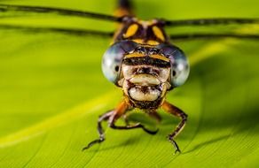 closeup of a dragonfly head with huge eyes