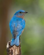 bright blue forest bird