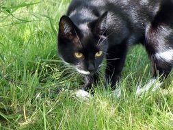 black cat hunt